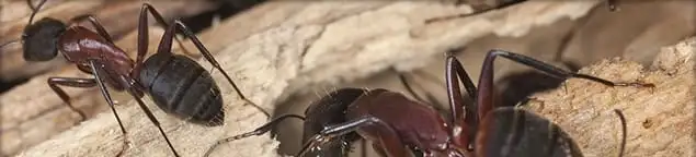 Close-up of ants on wood showing an active ant infestation in Ann Arbor, MI