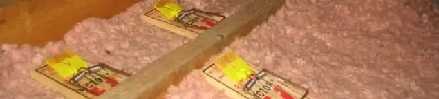 Mouse traps placed in an attic for rodent control in Ann Arbor, MI
