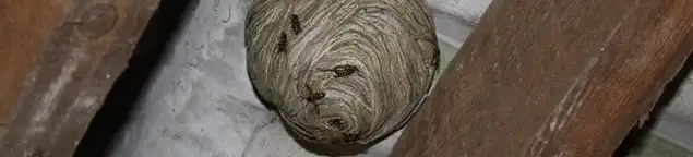 Wasp nest in an attic space, a common home infestation risk in Ann Arbor, MI