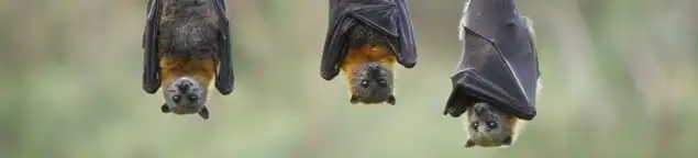 Bats roosting together, a common sign of a bat infestation in Ann Arbor, MI