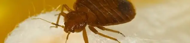 Close-up of a bed bug, a sign of an active infestation in Ann Arbor, MI