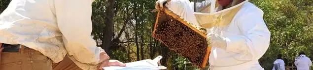 Bee removal specialists relocating a hive and honeycomb safely in Ann Arbor, MI