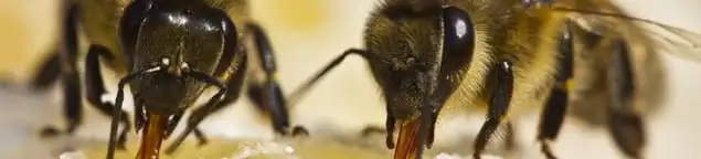 Close-up of honey bees, a sign of a nearby hive in Ann Arbor, MI
