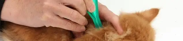 Flea treatment for pets using a flea comb, a sign of flea problems in Ann Arbor, MI