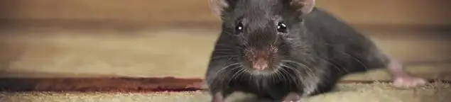 Mouse indoors, a common sign of a rodent infestation in Ann Arbor, MI