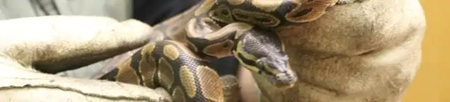 Snake removal specialist safely handling a snake with protective gloves in Ann Arbor, MI