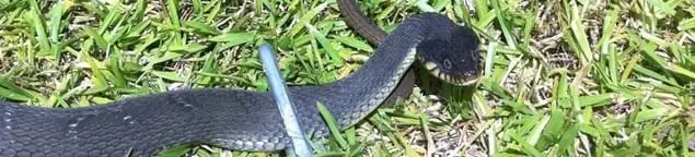 Snake in a yard, a common sign of a snake problem near a home in Ann Arbor, MI