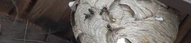 Close-up of a wasp nest with active wasps, a sign of an infestation in Ann Arbor, MI